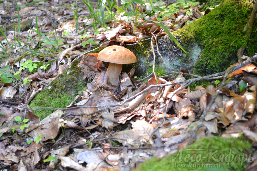 грибы в лесо кяфарь